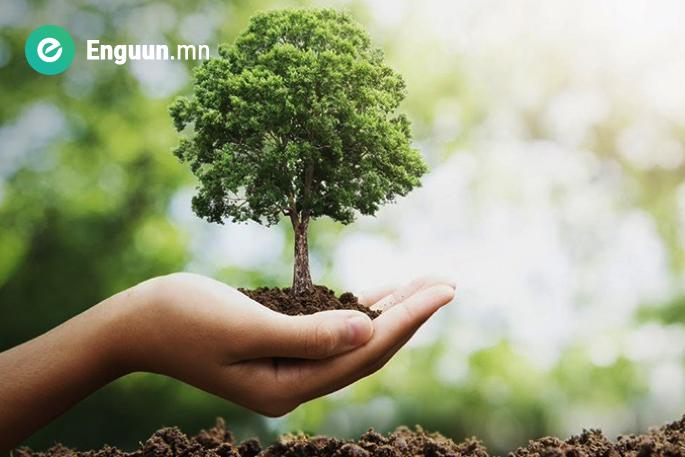 Хаягдлын аж ахуйн булинга хадгалах талбайн 34.3 га газарт  зургаан зүйл ургамлын 2160000 мод тариад байна