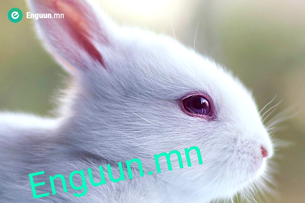 Үг дайх өглөө